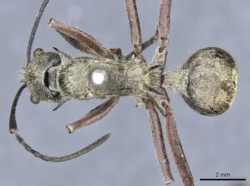 Polyrhachis reclinata specimen