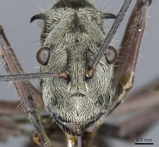 Polyrhachis reclinata specimen