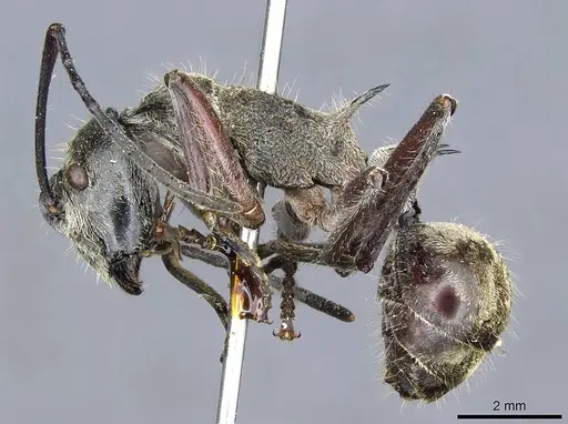 Polyrhachis reclinata specimen