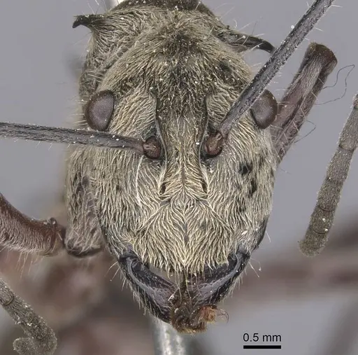 Polyrhachis reclinata - CASENT0905824