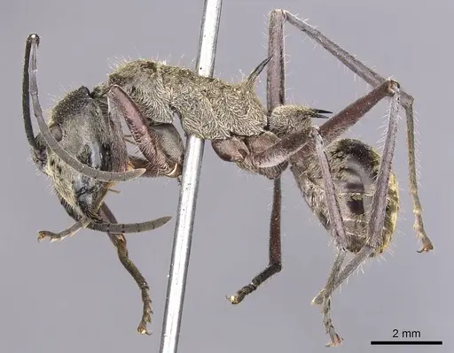 Polyrhachis reclinata - CASENT0905824