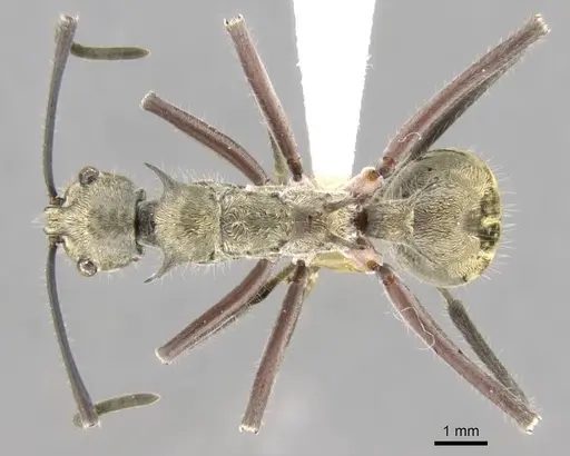 Polyrhachis reclinata - CASENT0906759