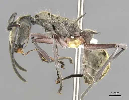 Polyrhachis reclinata - CASENT0906759