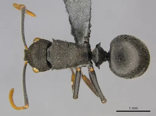 Polyrhachis regesa specimen