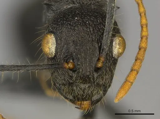 Polyrhachis regesa specimen