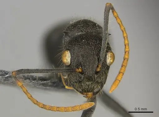 Polyrhachis regesa specimen