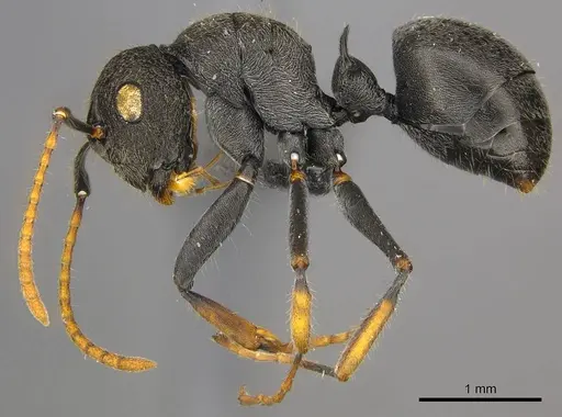 Polyrhachis regesa - CASENT0250034