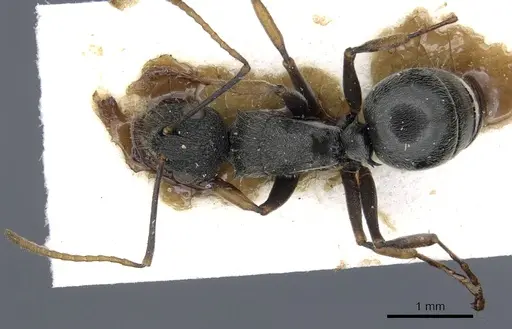 Polyrhachis regesa - CASENT0903464