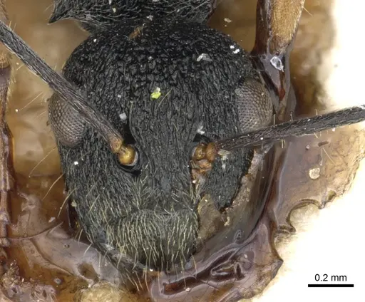 Polyrhachis regesa - CASENT0903464