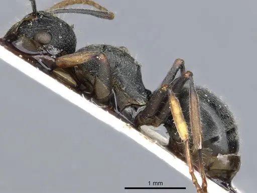 Polyrhachis regesa - CASENT0903464