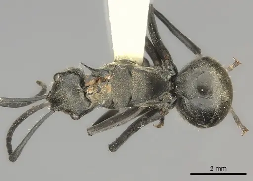 Polyrhachis relucens specimen