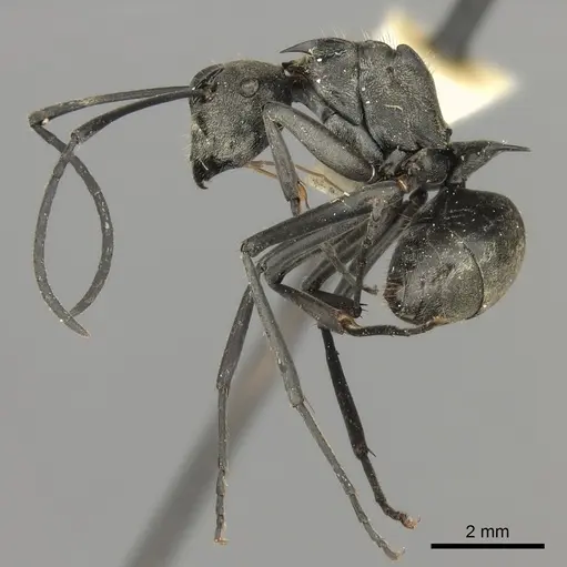 Polyrhachis relucens specimen