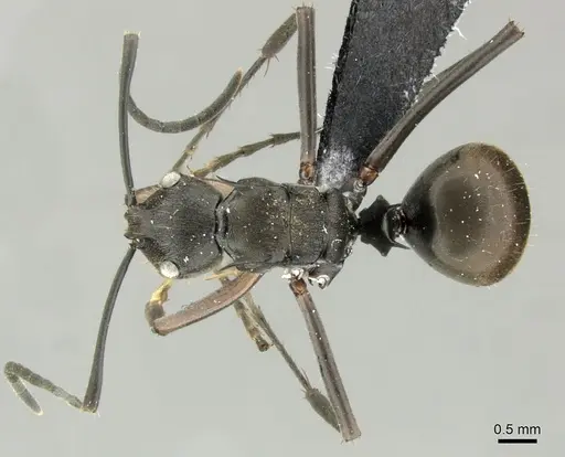 Polyrhachis relucens - CASENT0219715