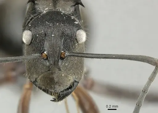 Polyrhachis relucens - CASENT0219715