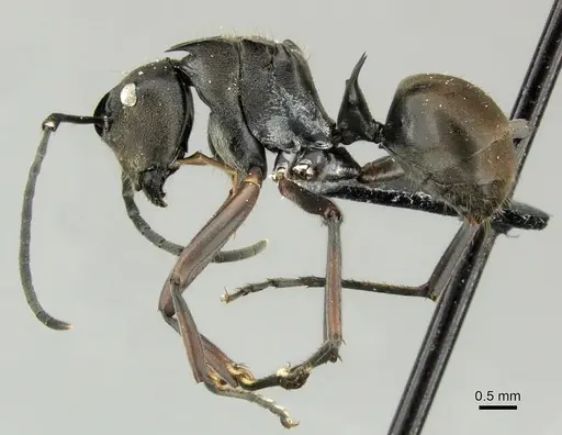 Polyrhachis relucens - CASENT0219715