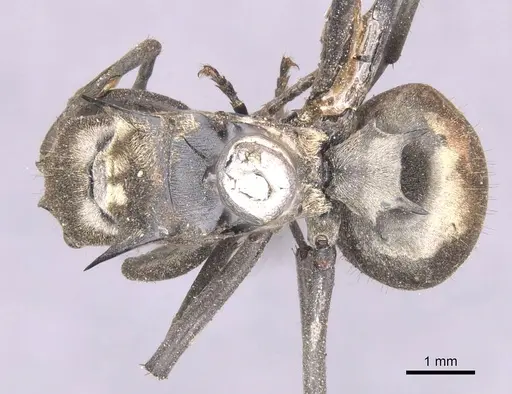 Polyrhachis relucens - CASENT0913680