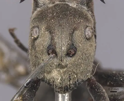 Polyrhachis relucens - CASENT0913680