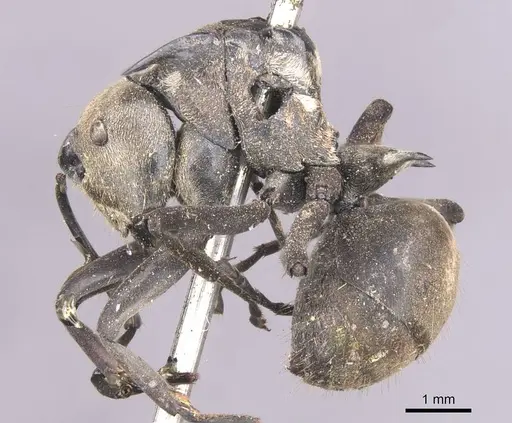 Polyrhachis relucens - CASENT0913680