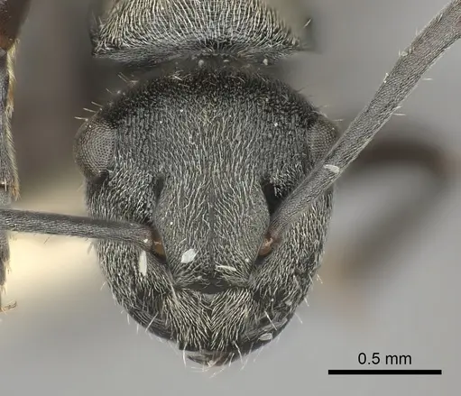 Polyrhachis rere specimen
