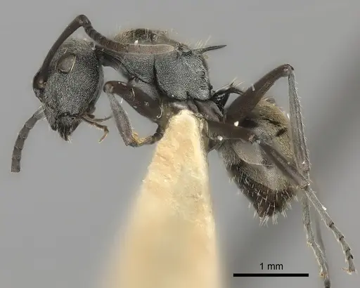 Polyrhachis rere specimen