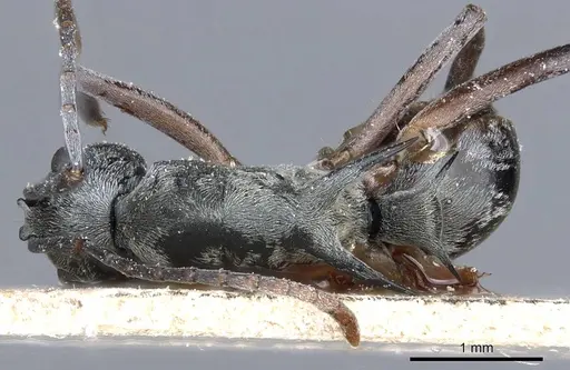 Polyrhachis retrorsa specimen