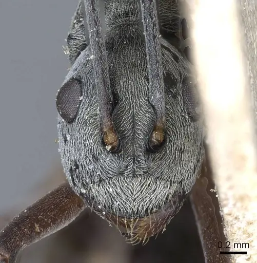 Polyrhachis retrorsa specimen