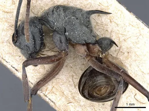 Polyrhachis retrorsa specimen