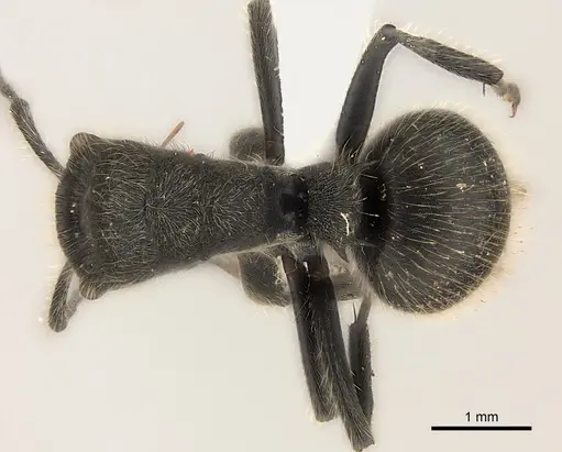 Polyrhachis revoili specimen
