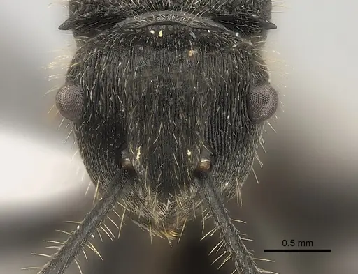 Polyrhachis revoili specimen