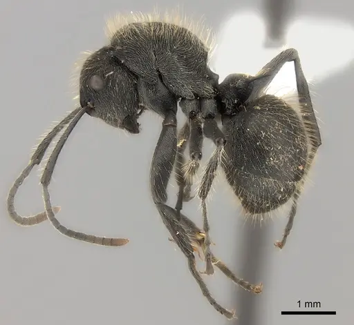 Polyrhachis revoili specimen
