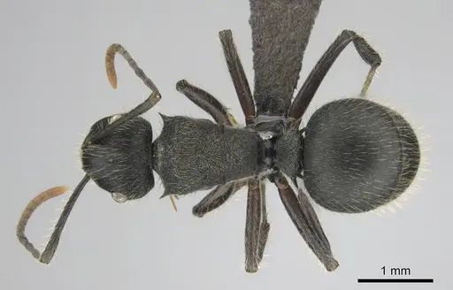 Polyrhachis revoili - CASENT0250022