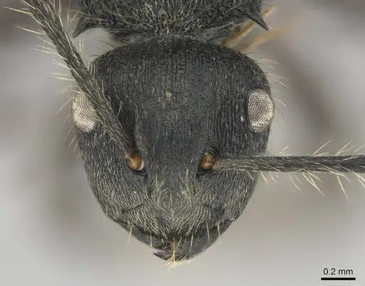 Polyrhachis revoili - CASENT0250022