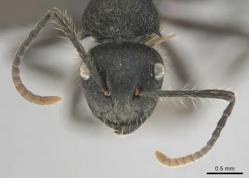 Polyrhachis revoili - CASENT0250022