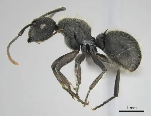Polyrhachis revoili - CASENT0250022