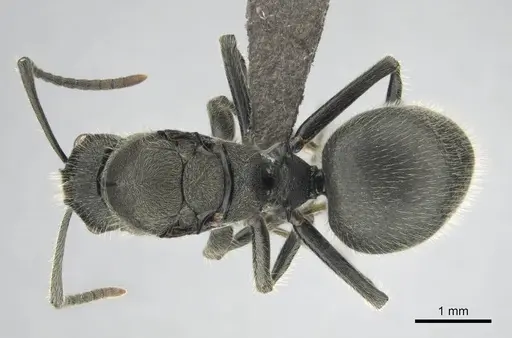 Polyrhachis revoili - CASENT0250024