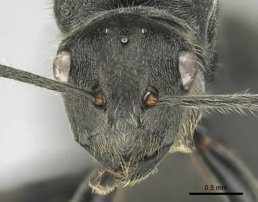 Polyrhachis revoili - CASENT0250024