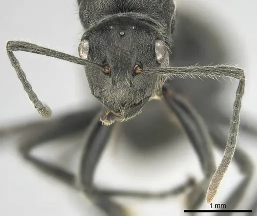 Polyrhachis revoili - CASENT0250024