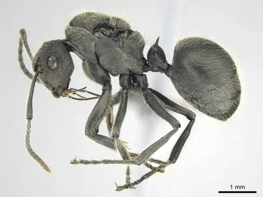 Polyrhachis revoili - CASENT0250024