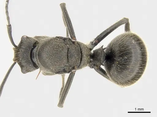 Polyrhachis revoili - CASENT0403971