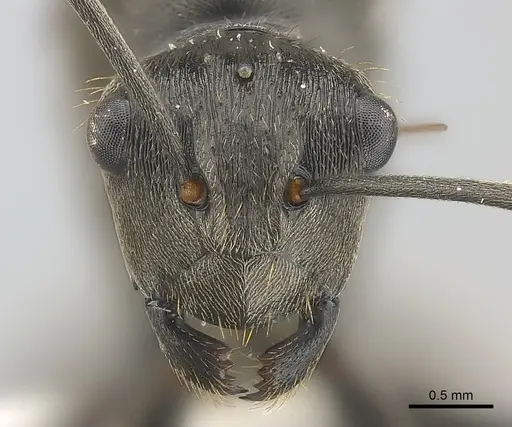 Polyrhachis revoili - CASENT0403971