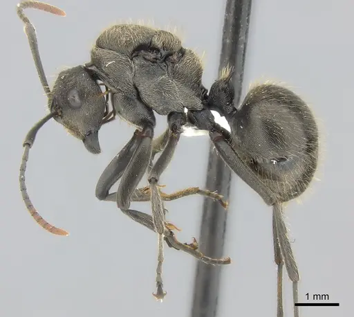 Polyrhachis revoili - CASENT0403971