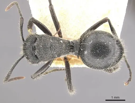 Polyrhachis revoili - CASENT0910956