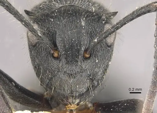 Polyrhachis revoili - CASENT0910956