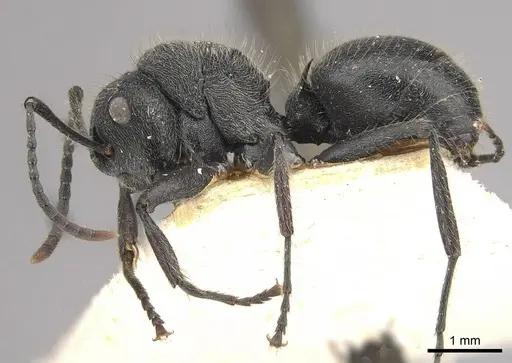 Polyrhachis revoili - CASENT0910956
