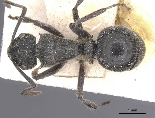 Polyrhachis revoili - CASENT0912132