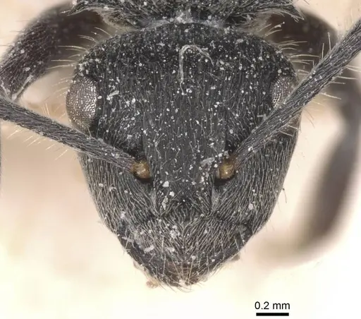 Polyrhachis revoili - CASENT0912132