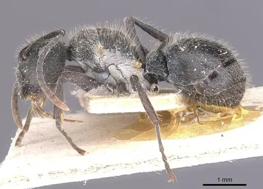 Polyrhachis revoili - CASENT0912132
