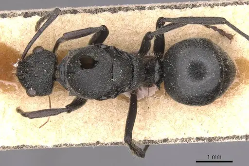 Polyrhachis revoili - CASENT0913677