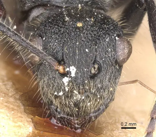 Polyrhachis revoili - CASENT0913677