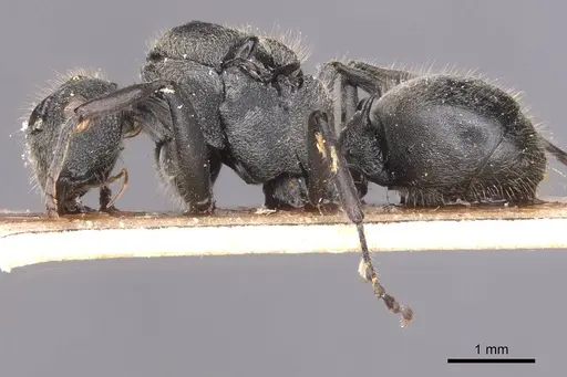 Polyrhachis revoili - CASENT0913677